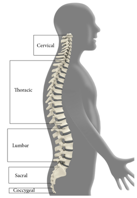 spine segmented_25percent